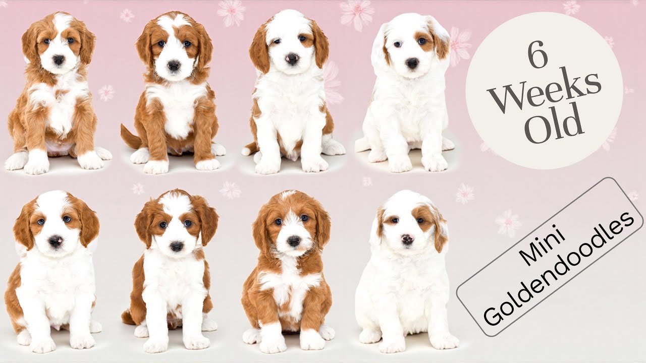 Update On Our Petite Mini Goldendoodle Litter That is 6 Weeks Old! Red & White Tuxedos!