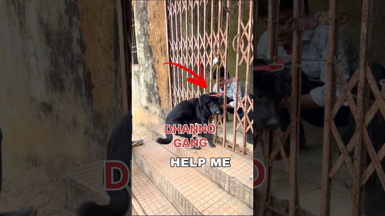 PLEASE HELP ME DHANNO GANG MINI VLOG #shorts @Mr Dhanno