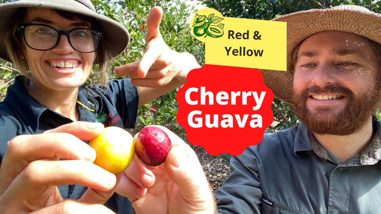 Cherry Guava Red & Yellow Tips