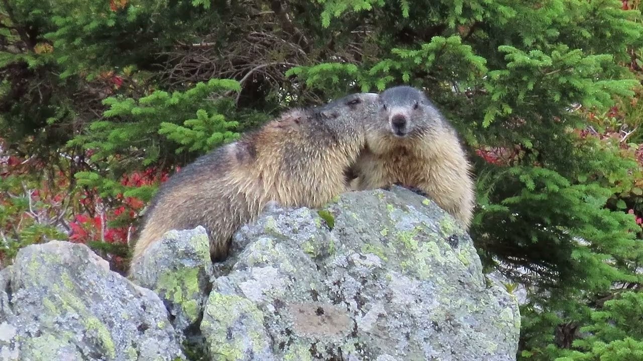 Marmottes #116 : les marmottes grassouillettes mangent paisiblement