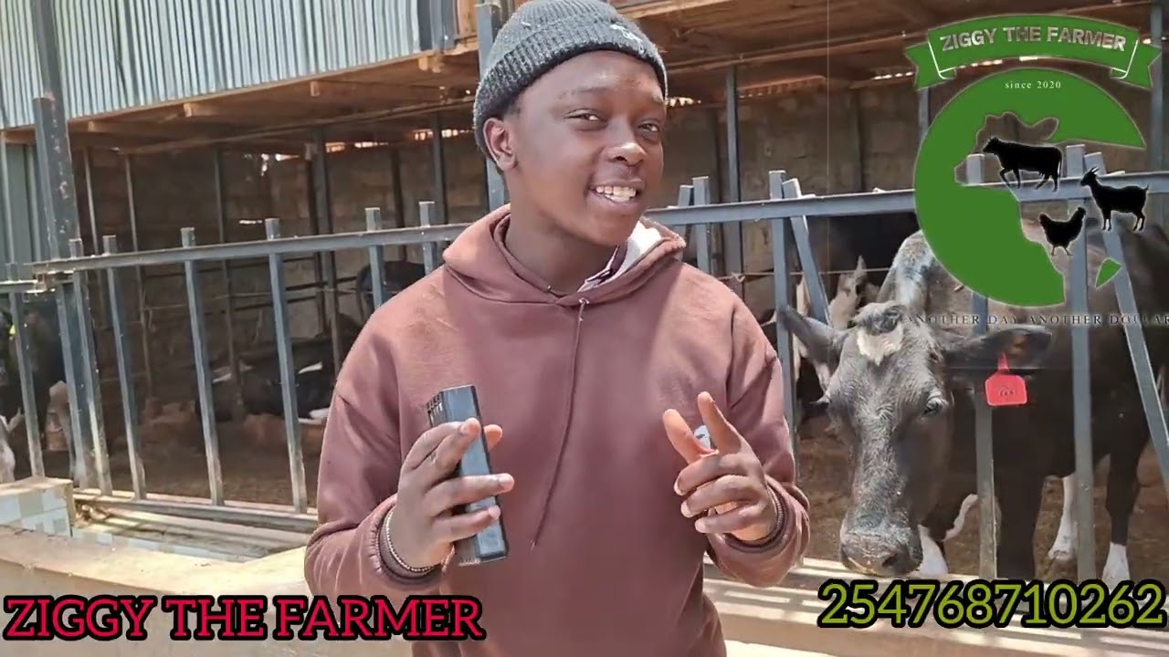 A SMALL FARM BUT BUT IT PRODUCES 1000 LITRES  A DAY. in githunguri