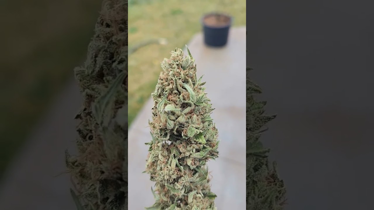 Quality Cannabis from Cloudy!