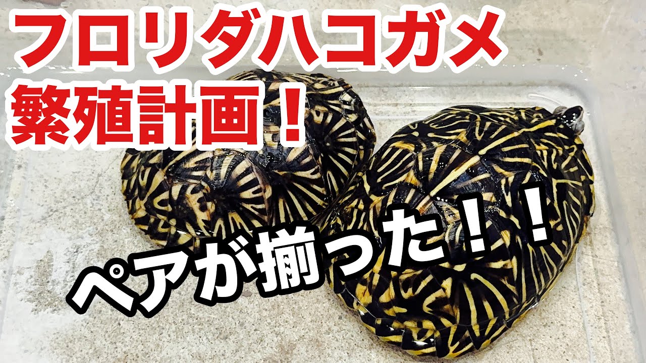 念願の、フロリダハコガメがペア揃った！今後の飼育繁殖計画！