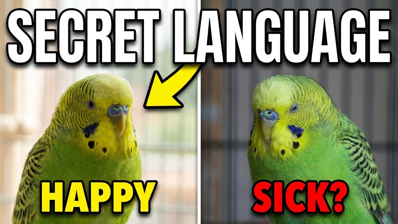 Ultimate Budgie BEHAVIOR Guide