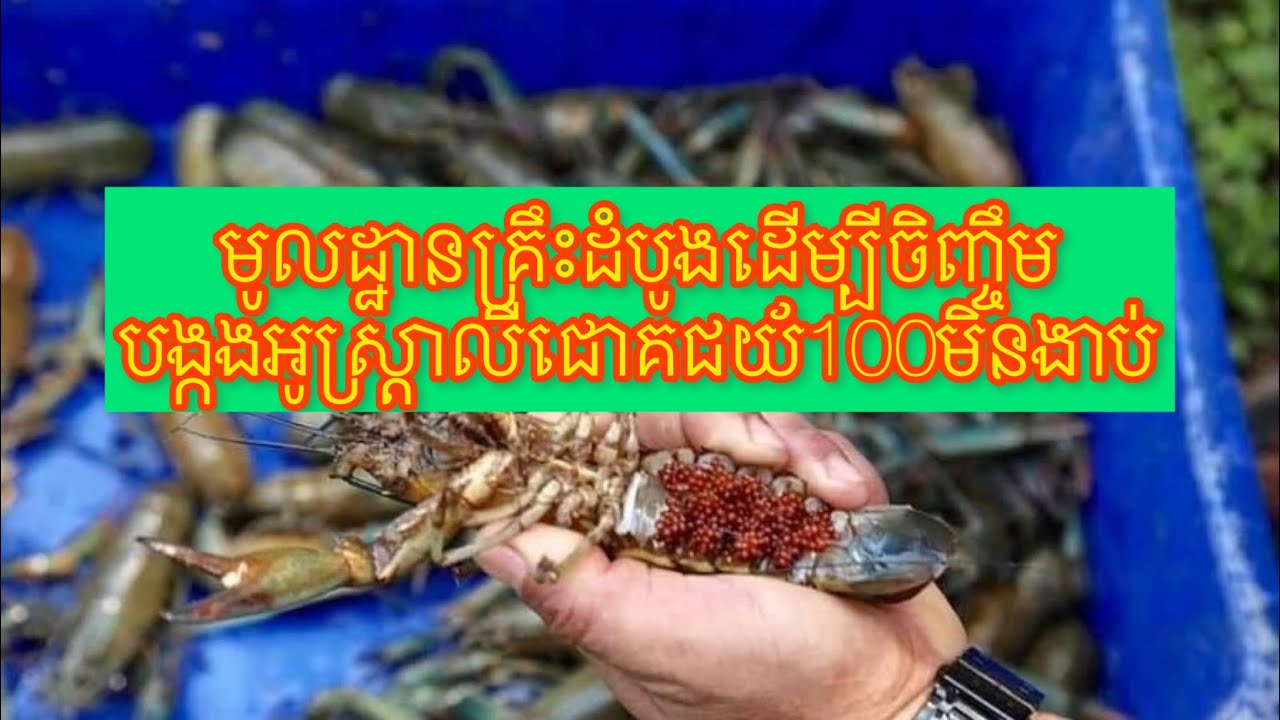 មូលដ្ឋានគ្រឹះដំបូងនៃការចិញ្ចឹមបង្កងអូស្ត្រាលីជោគជយ័១០០ភាគរយ មិនអោយងាប់។