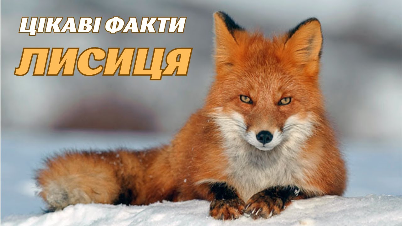 Цікаві факти про лисицю. Розповідь про лисицю
