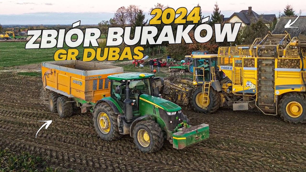 ✩ 🇵🇱 OPOROWE KOPANIE BURAKÓW 2024 ✔ "JOHN DEERE 7R230 W AKCJI" ✔ ROPA TIGER 6 ✔ ☆ UR DUBAS ☆