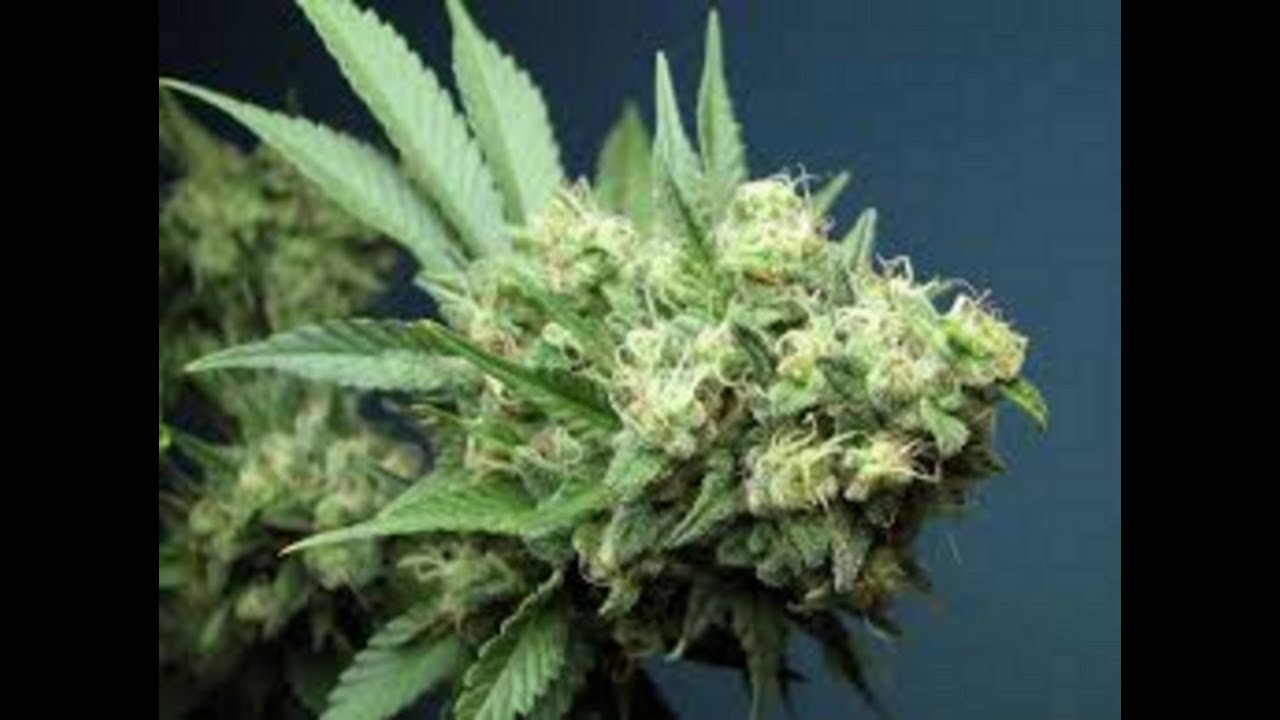 High Times Ultimate Grow