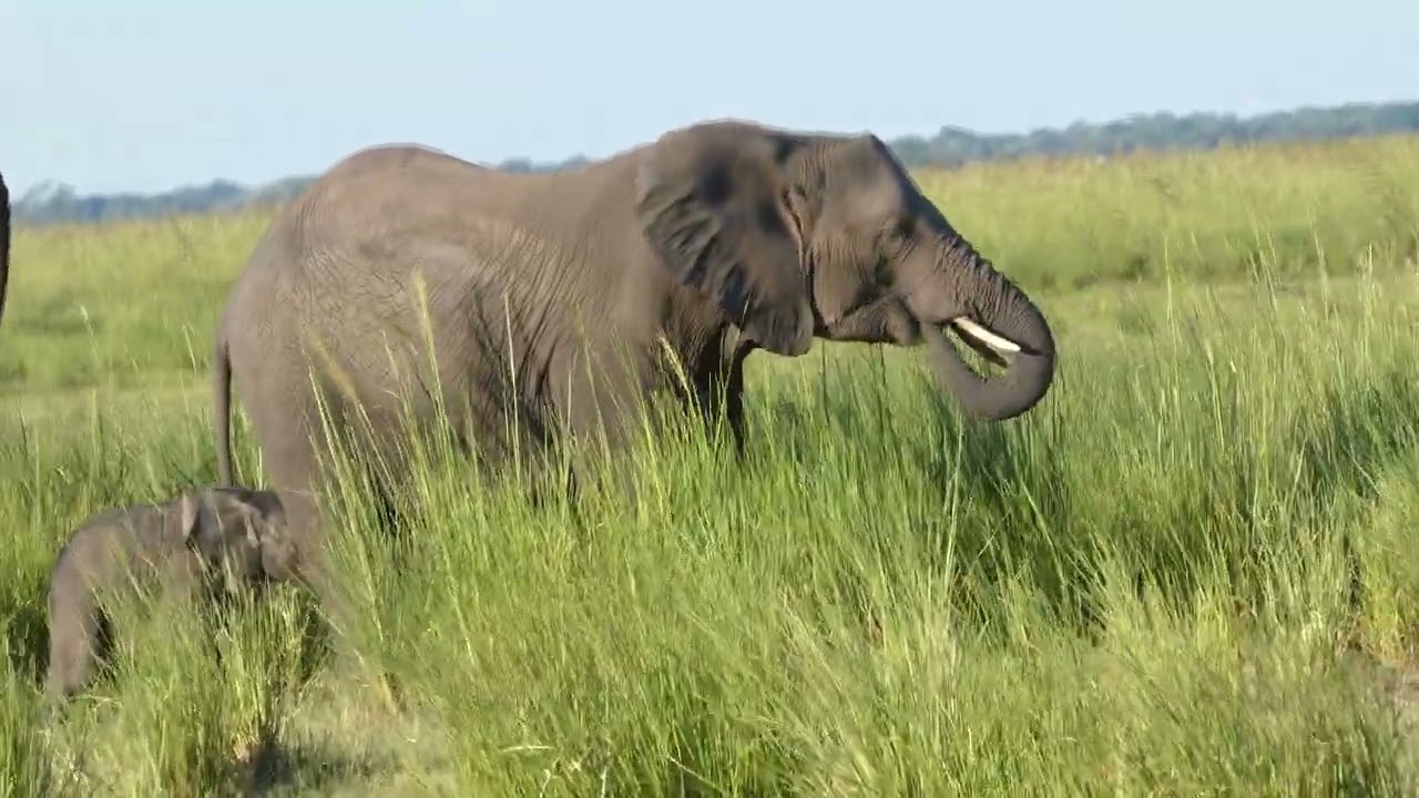 Very young elephant mother with a newborn. Chobe National Park, Botswana, Africa.