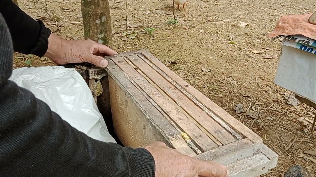 Thời điểm này kg được đề ong mất ấu trùng 