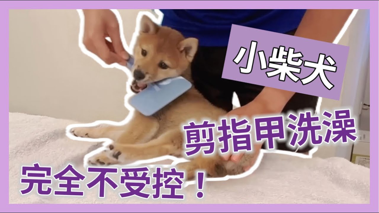 SHIBA｜柴寶小樂日記｜幫小柴犬剪指甲洗澡，主人好崩潰