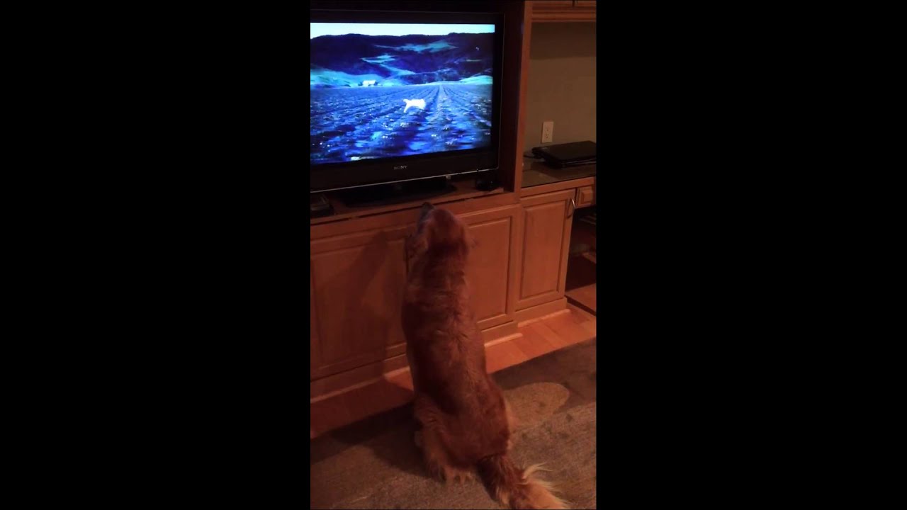 Golden Retriever loves new Budweiser puppy commercial!