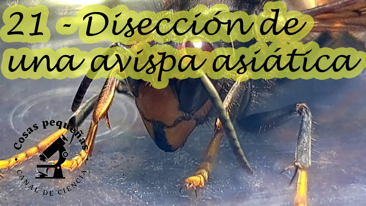 21   Disección de una avispa asiática