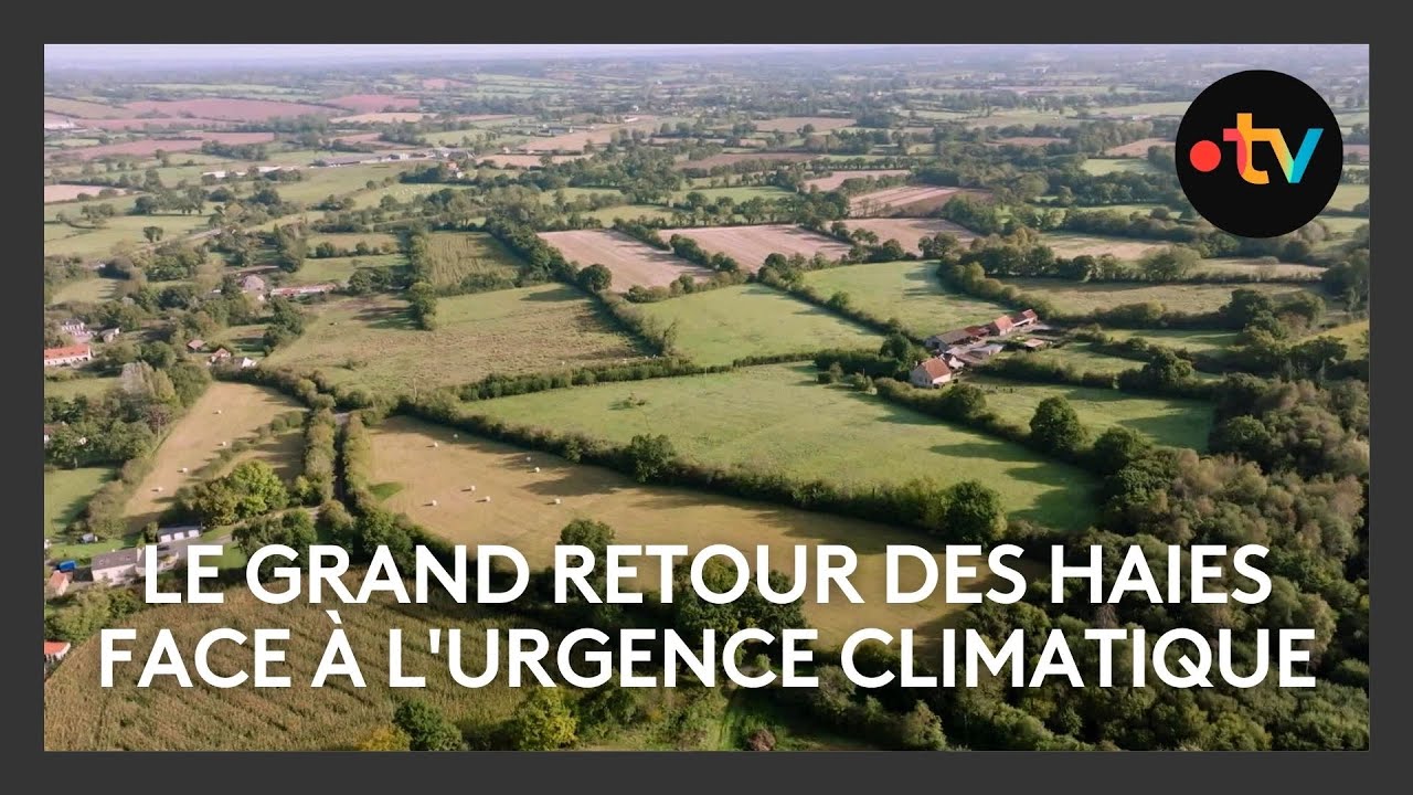 Bocage normand : Le grand retour des haies face à l'urgence climatique ? 🌳🚜