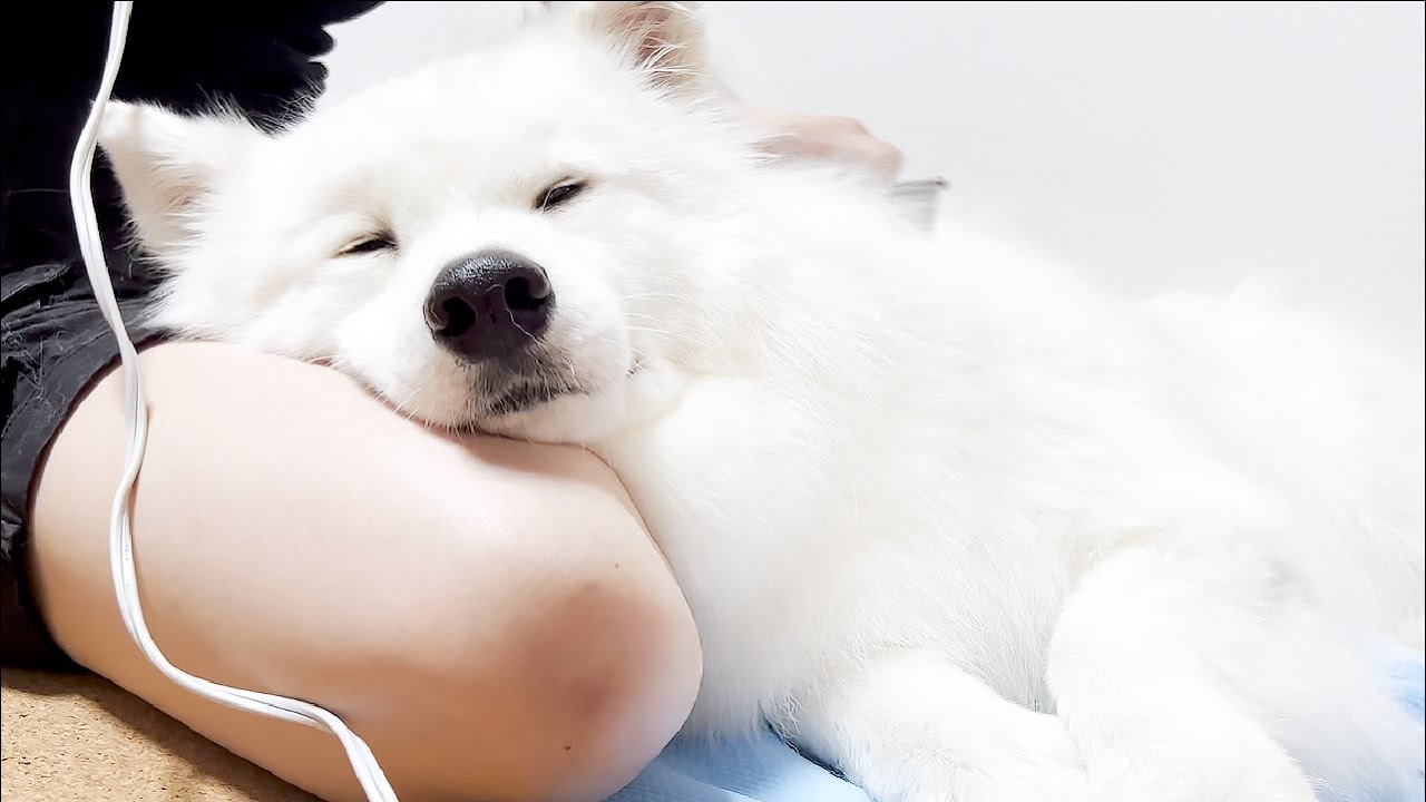初プールで遊び疲れてドライ中に眠たくなる犬【サモエド】