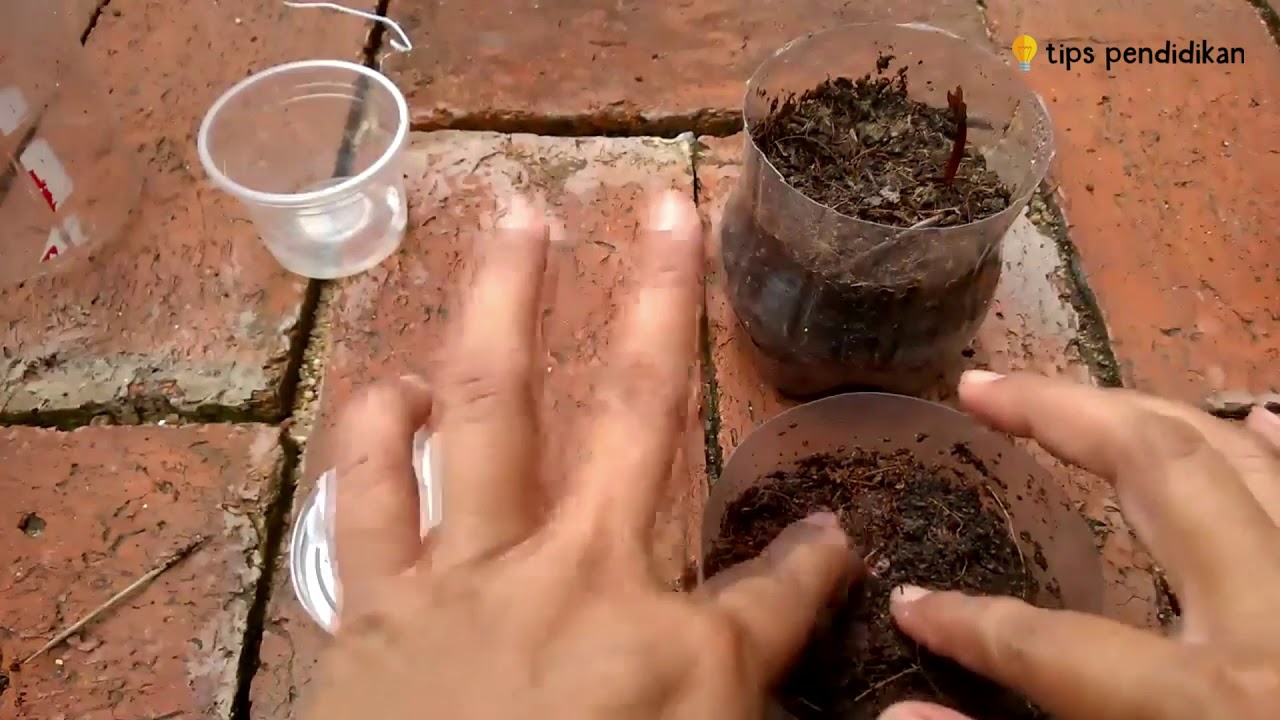 5 Cara Menanam Manggis dari Biji Bagi Pemula