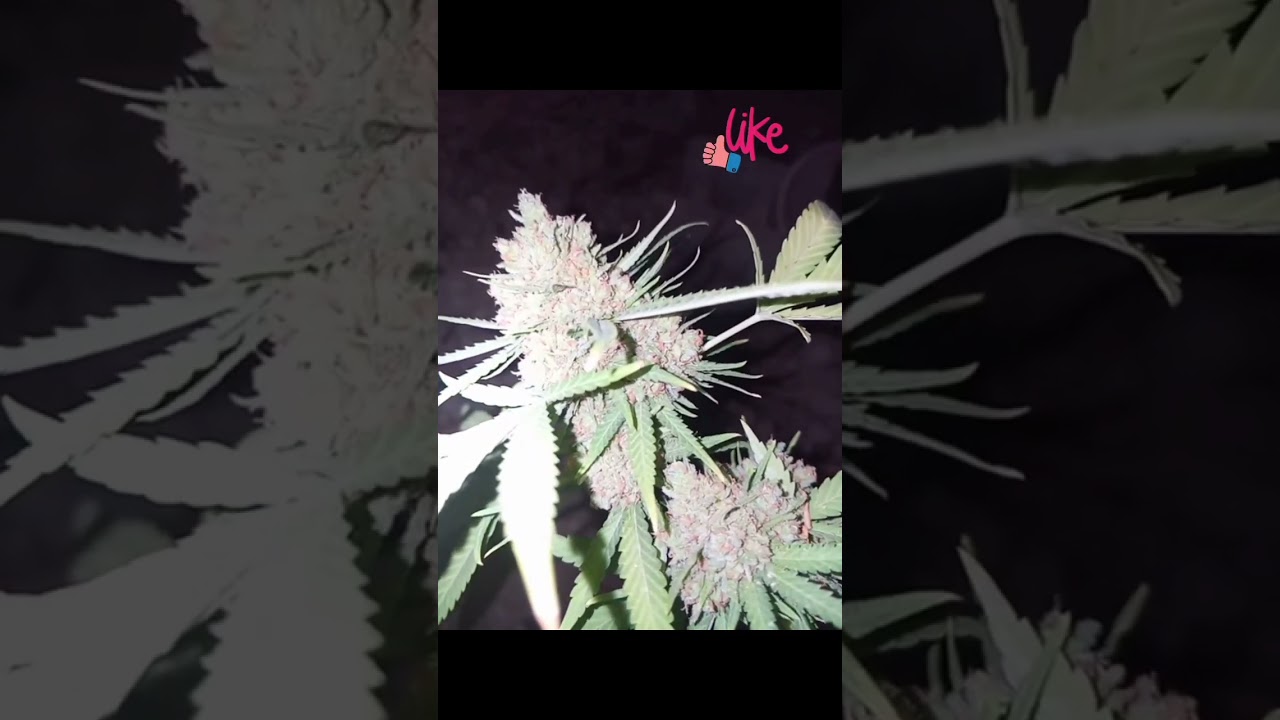 2024 Outdoor cannabis grow #trending #shorts #garden