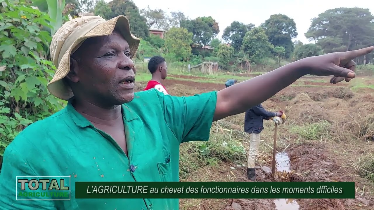 Guinée : Les Raisons pour lesquelles les Fonctionnaires ont choisi d'entreprendre en Agriculture