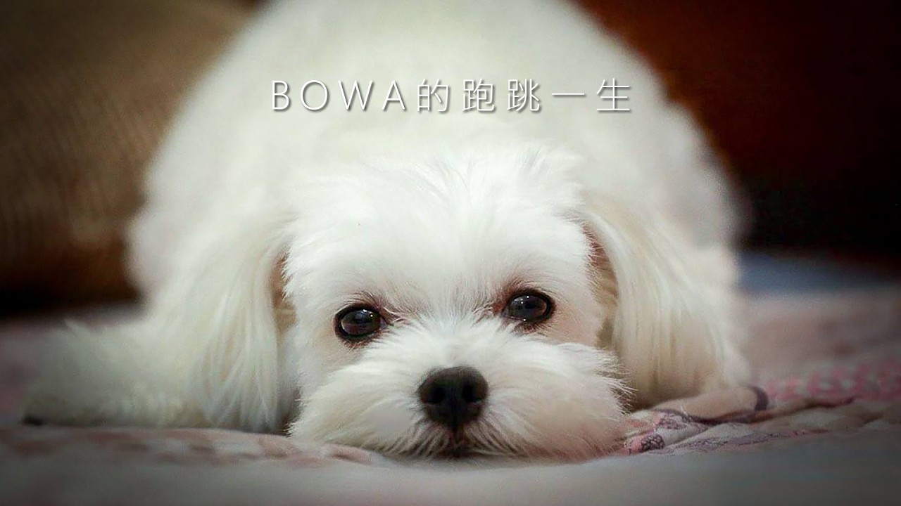 BOWA告別式影片4K