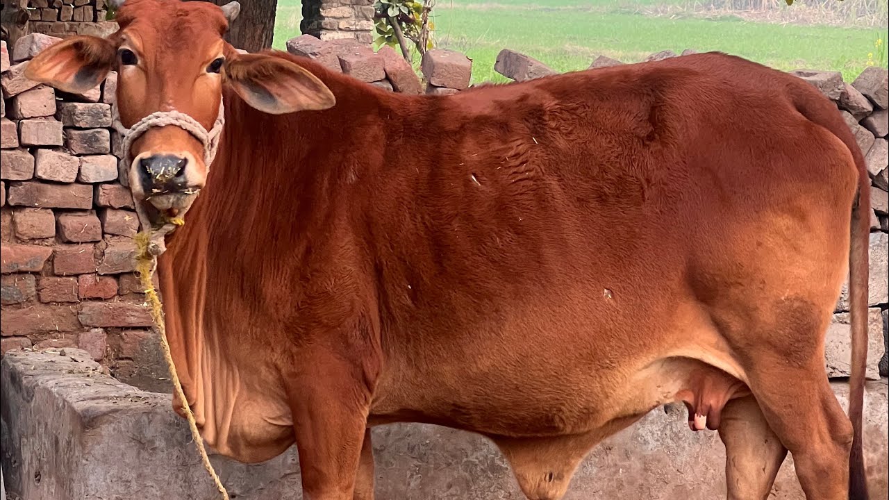 Sahiwal Cow Calf  in Pakistan 2026 | Pure Sahiwal Calf  Green Hill Farm 