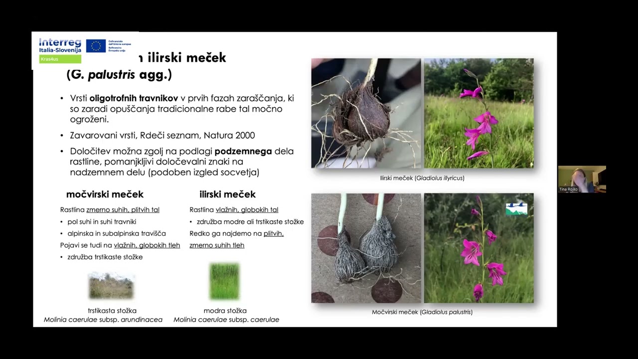 Divje rastoče gladiole (mečki) v Sloveniji