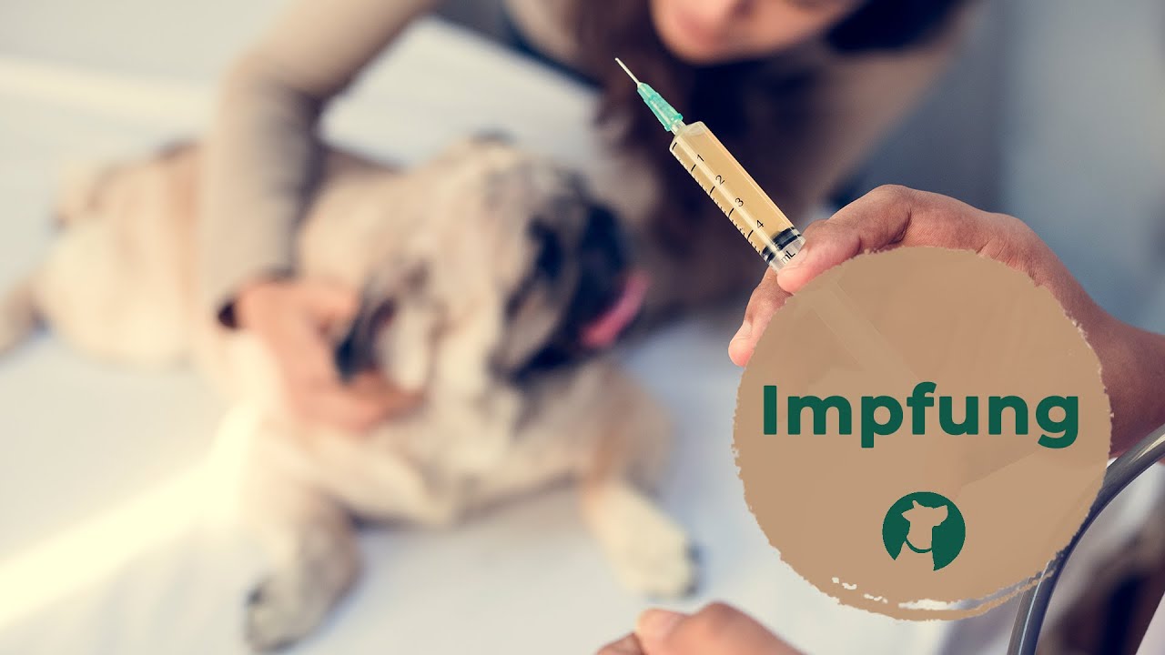Welche Impfungen sind beim Hund wichtig?
