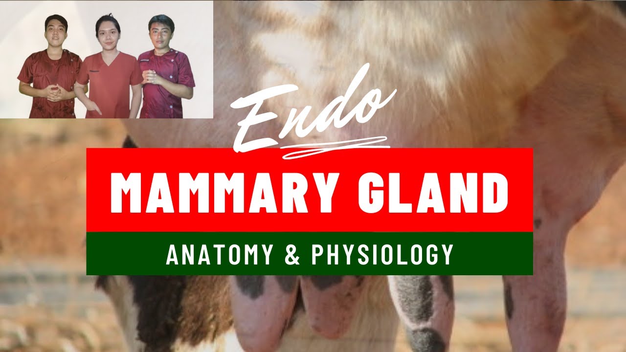 VET ENDO | Mammary Gland: Anatomy & Physiology | Student Output
