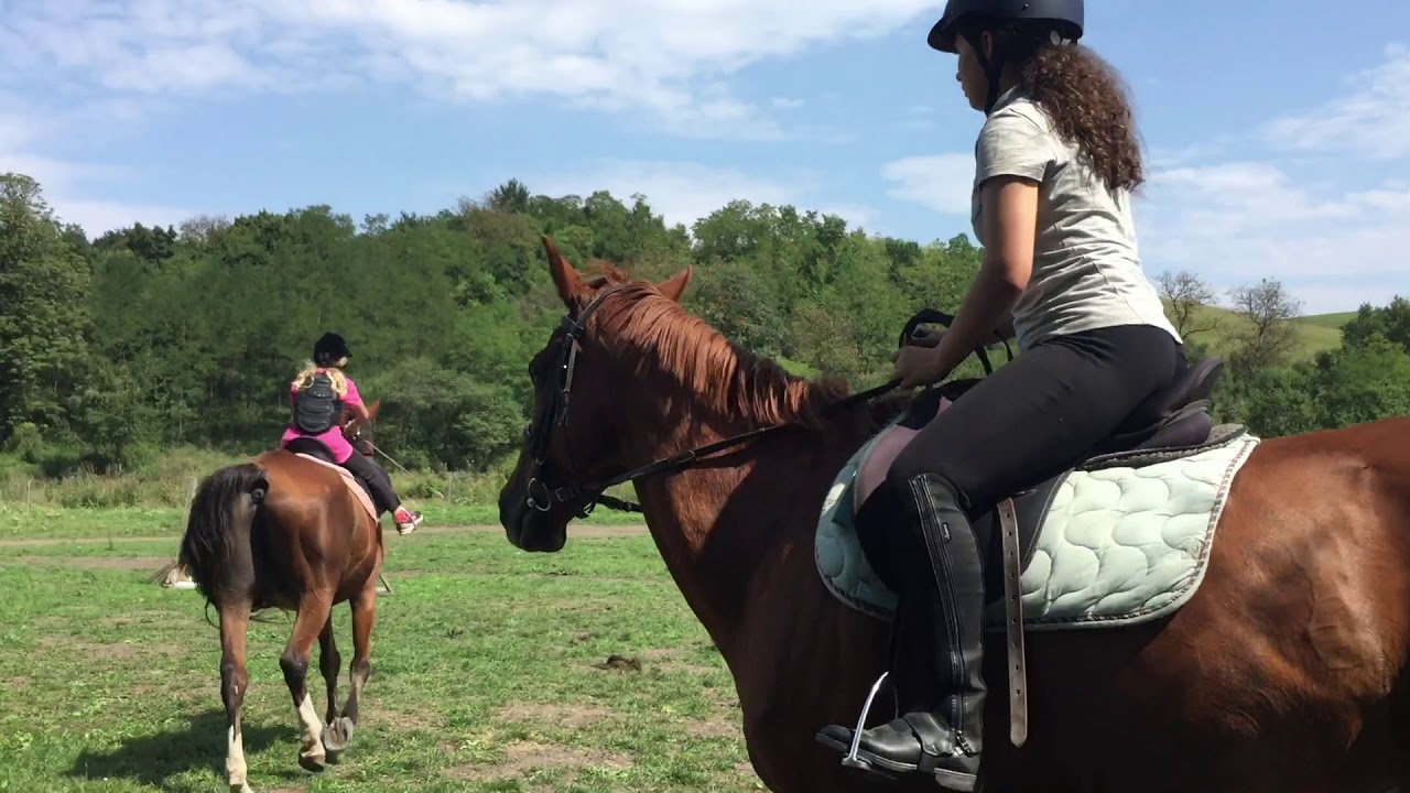 Lovastábor videó 🐴❤️!