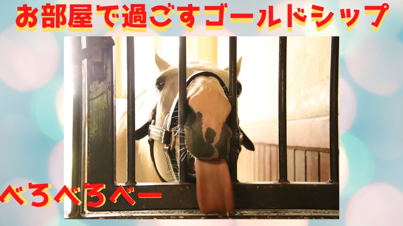 【べろべろべーゴルシ】ステイホームするゴールドシップ
