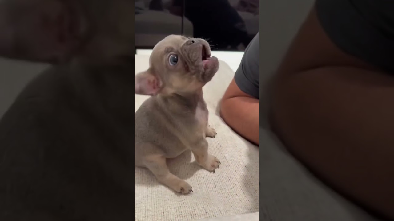 Dramatic French Bulldog.#foryou#dog#frenchbulldog#funnyvideos#usa