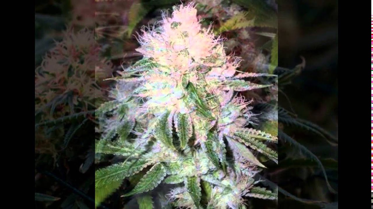 Beautiful Weed