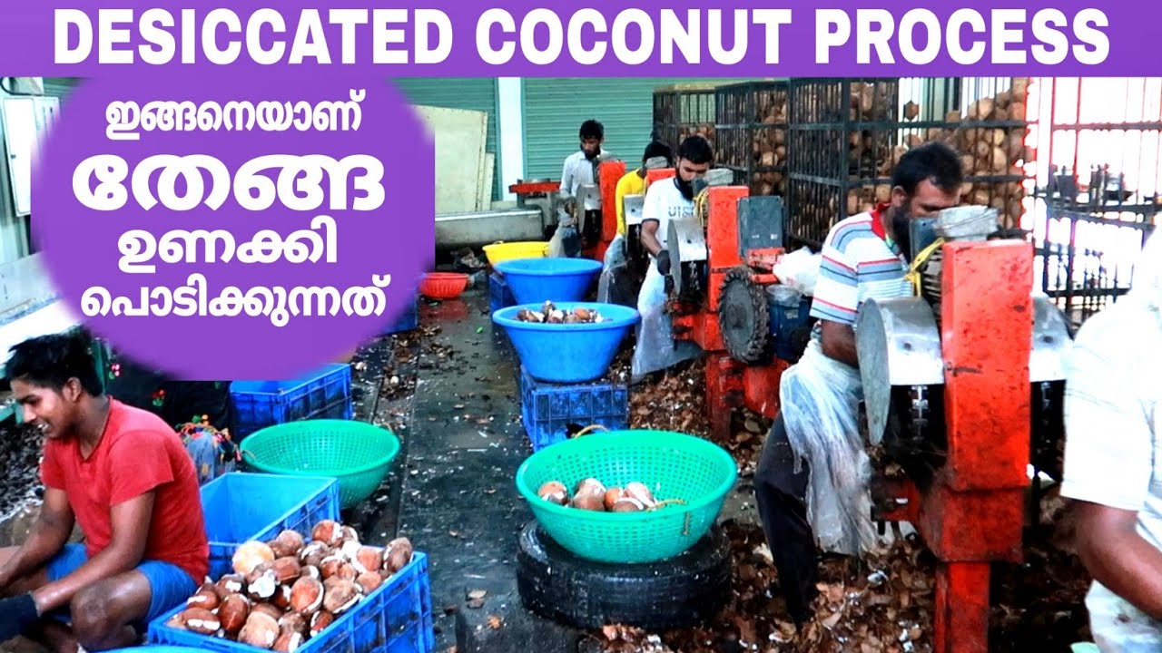 തേങ്ങ ഉണക്കി പൊടിക്കുന്ന മനോഹരമായ കാഴ്ച്ച😍 | Desiccated Coconut Powder Process |FZ ROVER | Malayalam