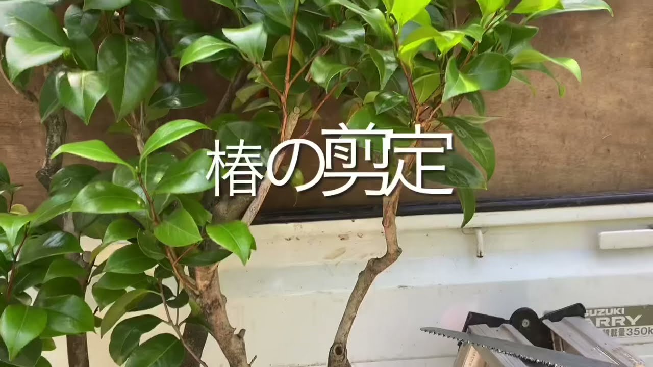 Pruning of plants【植木屋が教える】椿の切り方　剪定のコツ