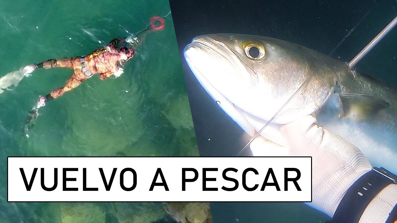 Pesco 3 BUENAS ANJOVAS! | PESCA SUBMARINA para comer #9