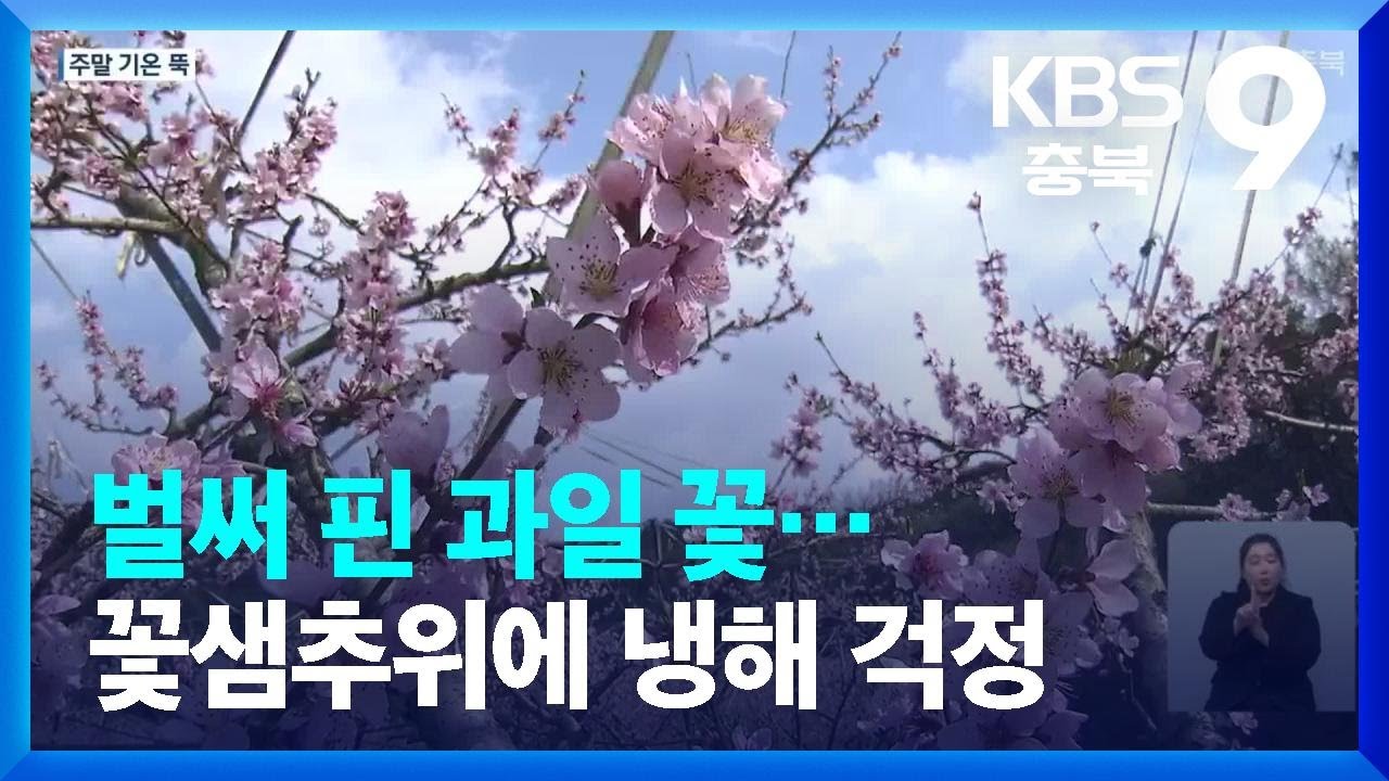 예년보다 일찍 과수꽃 만개…주말 꽃샘추위에 “냉해 우려” / KBS  2023.04.07.