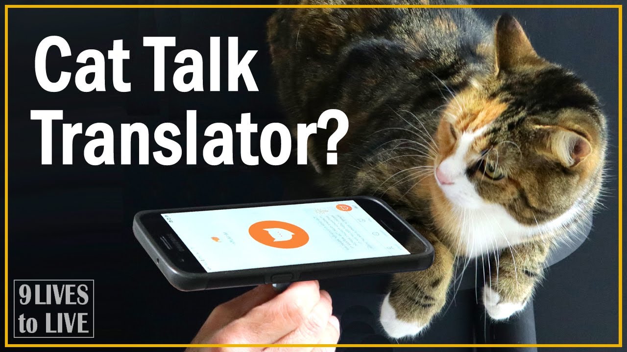 What is my cat saying? Meow Talk App Review