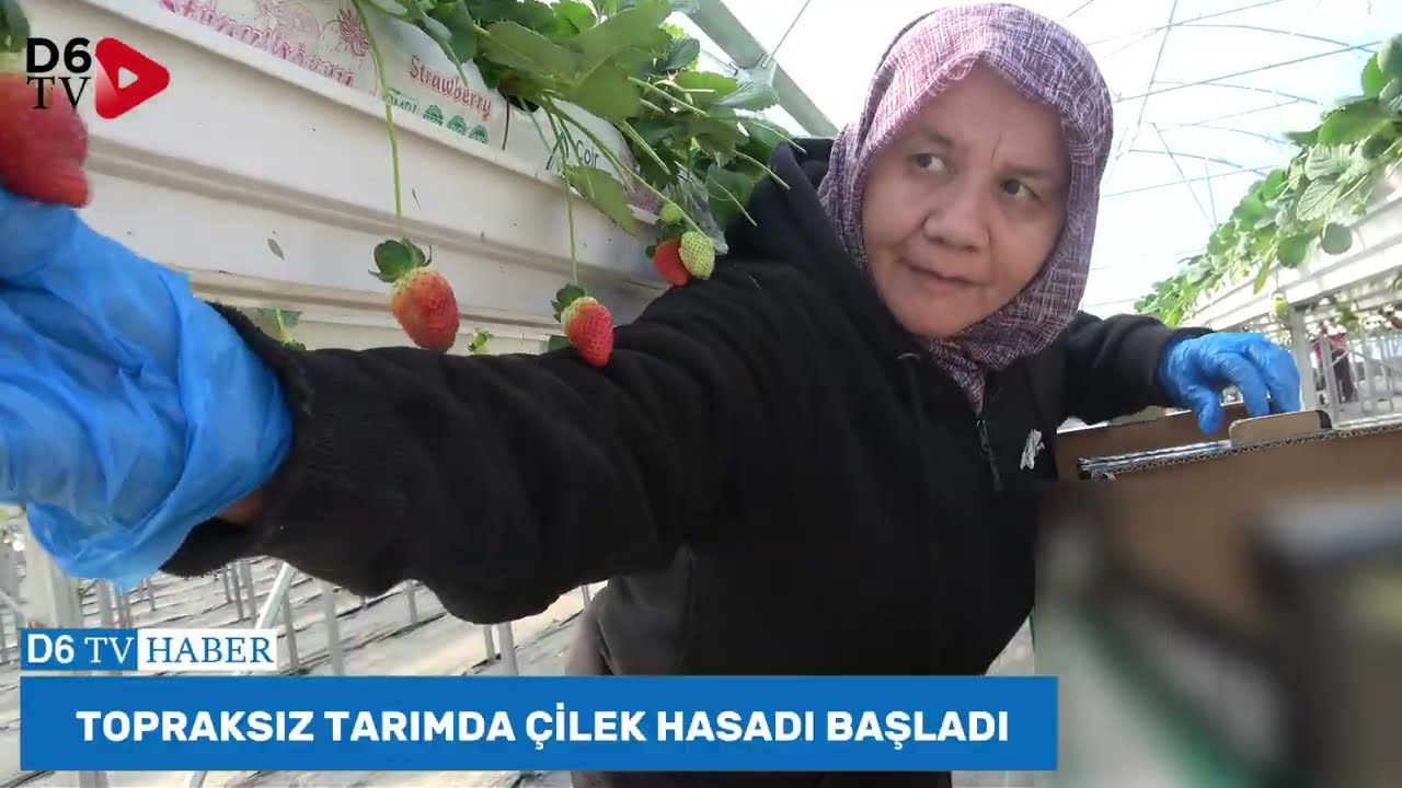 TOPRAKSIZ TARIMLA ÇİLEK HASADI