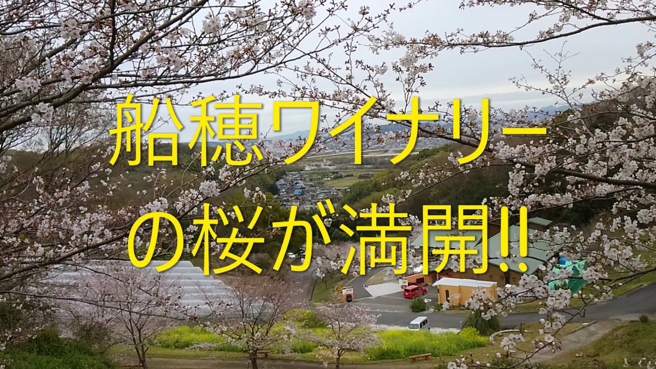 船穂ワイナリーの桜が満開です。2020