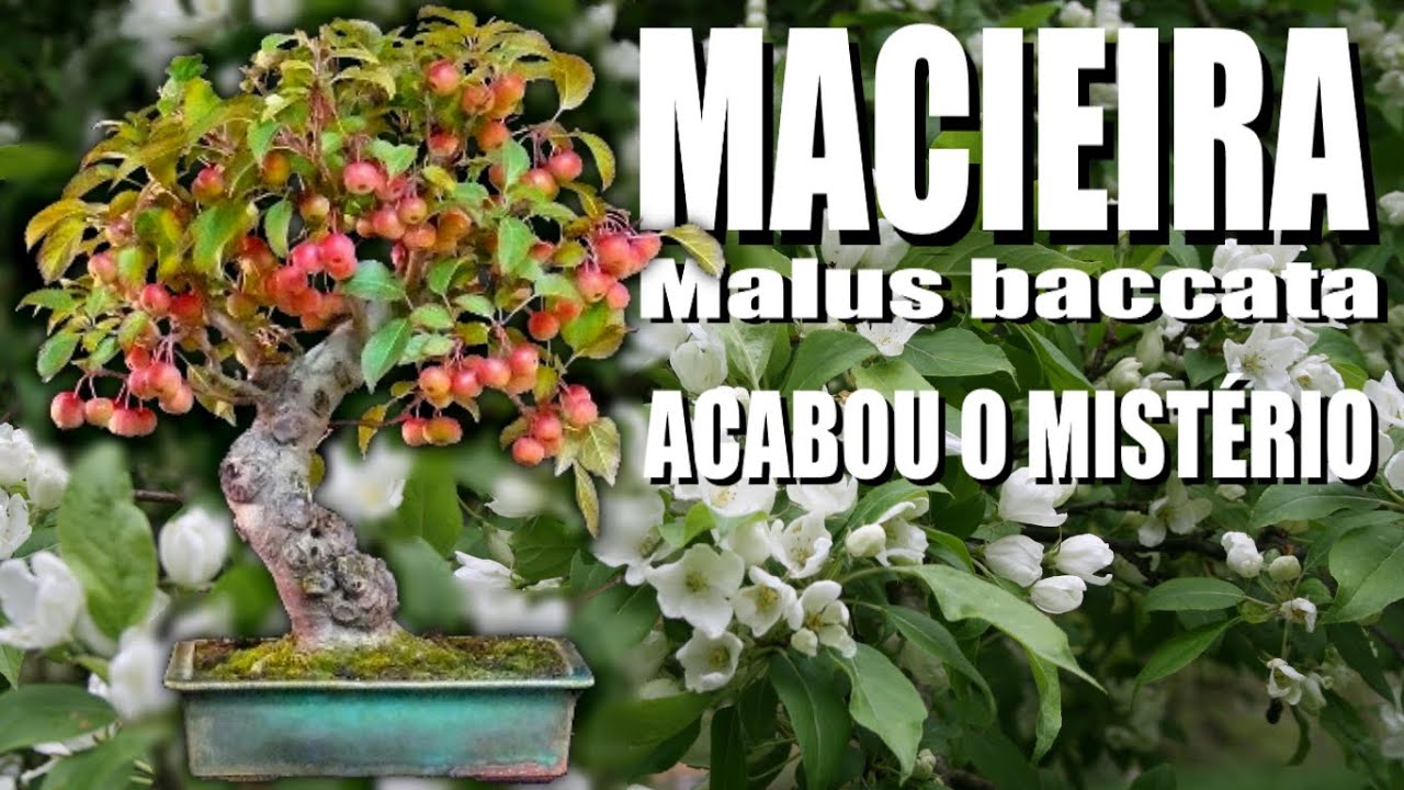 Macieira (Malus baccata), acabou o misterio