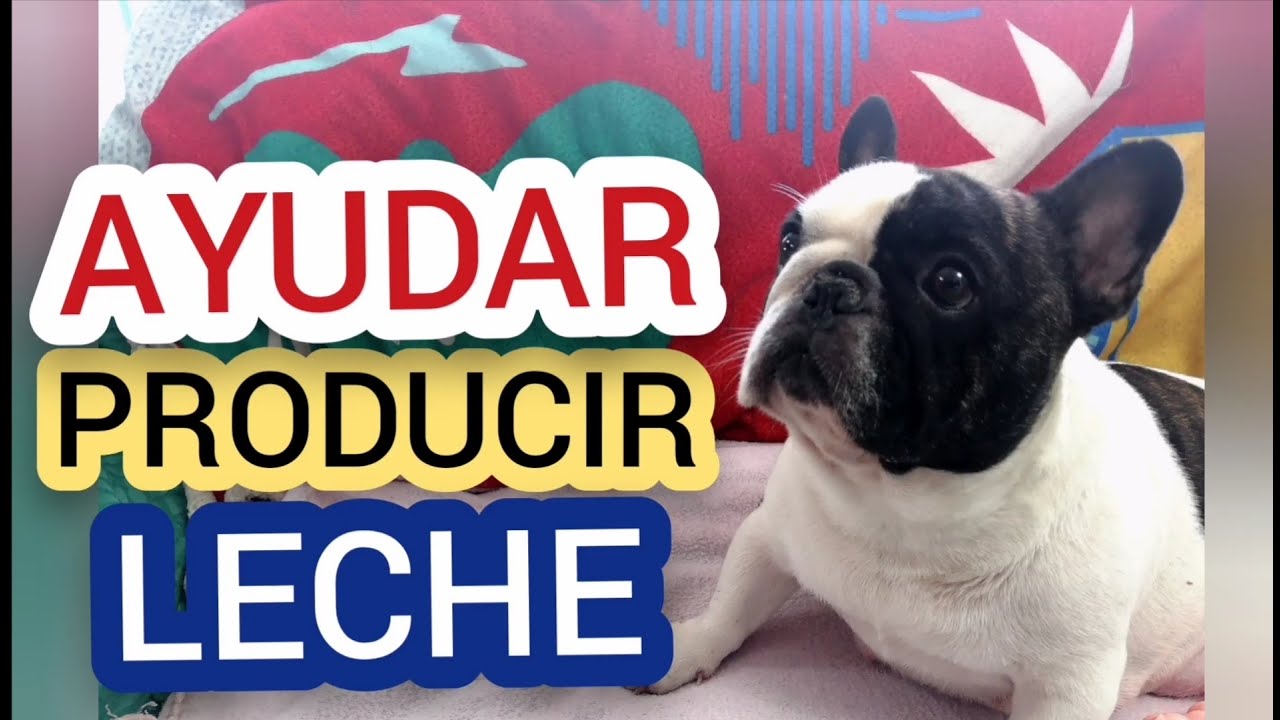 COMO AYUDAR A PRODUCIR MAS LECHE A MI PERRA CESAREADA,| SECRETOS PARA INCREMENTAR LA LECHE