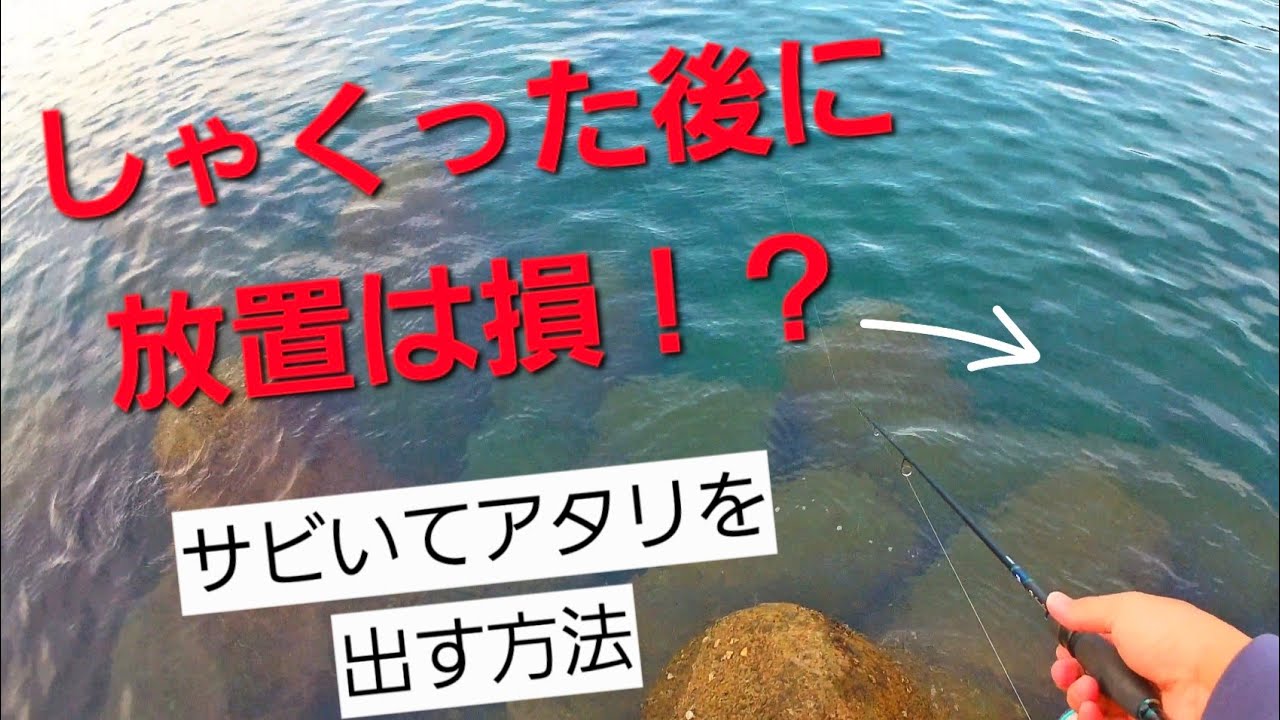 ​【エギング】しゃくった後の「サビき」がエグい！高活性なイカを即抱きさせる必勝法