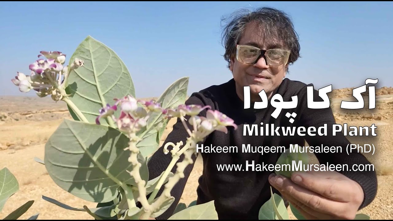 Aak Plant | Milkweed | Hakeem Muqeem Musaleen