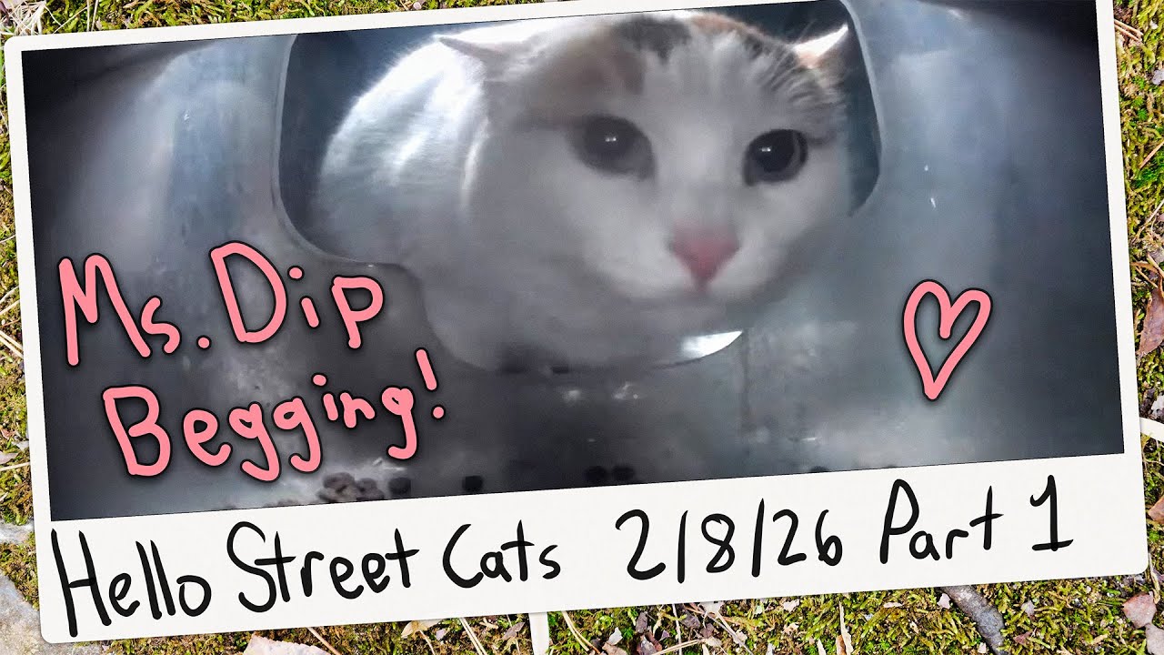 Ms. Dip Begs for Another Treat Drop! 😺💞 Hello Street Cat Archive 2/8/26 Pt 1