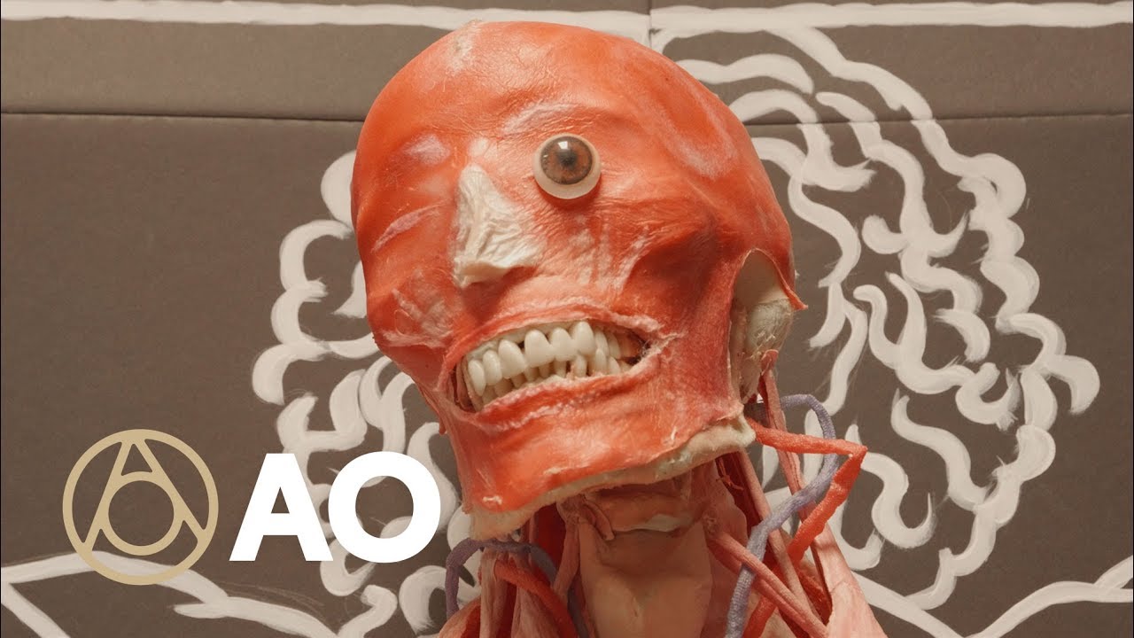 A Glimpse Inside Florida's Cadaver Factory