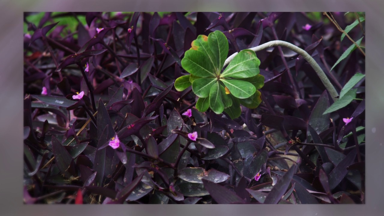 Mindfulness Meditation for Pain Relief - Vidyamala Burch