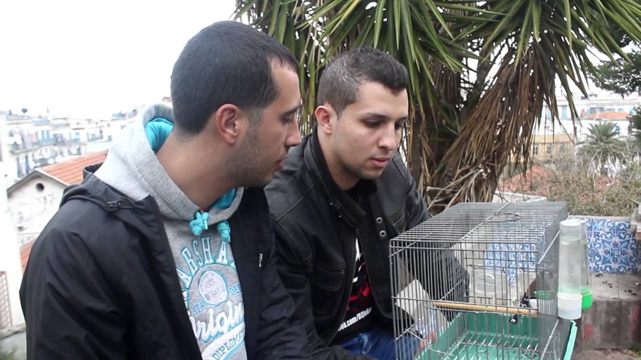 DZjoker : Bref Algerien ,Journée Normal في الجزائر فقط