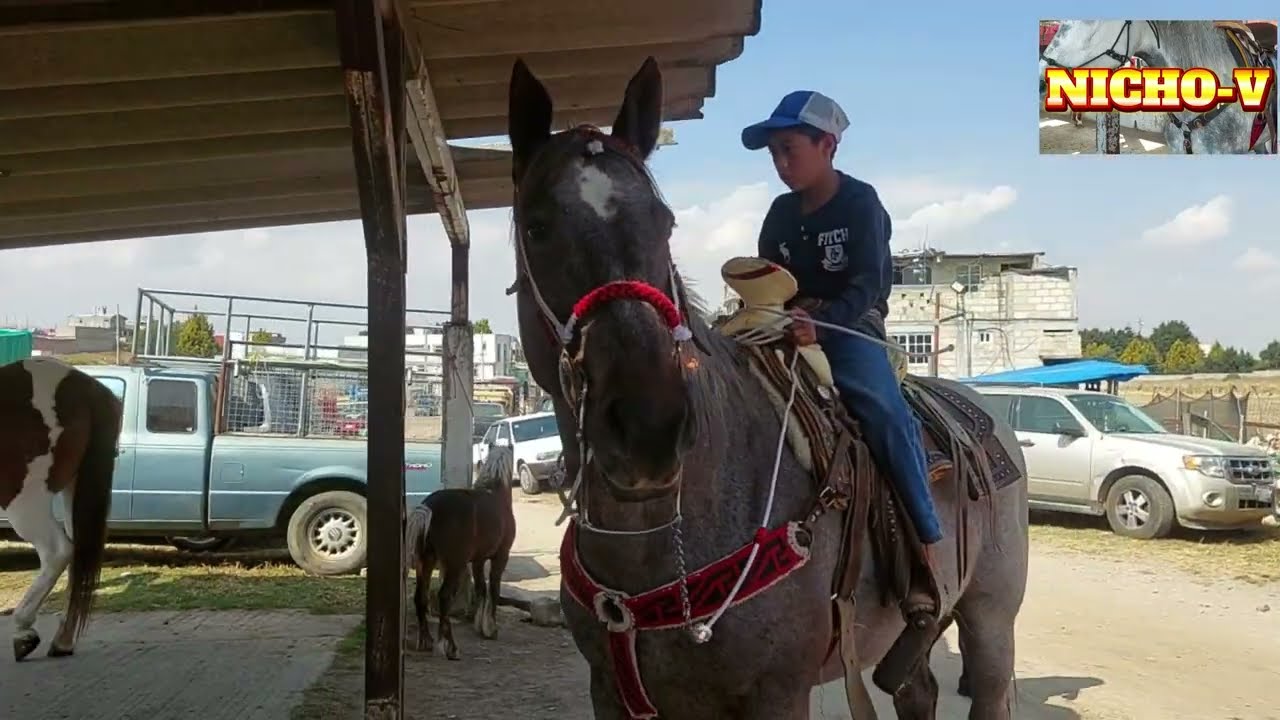 POR SI NO LOS VISTES,TREMENDOS POTROS,YEGUAS Y CABALLOS DE LAS PLAZAS GANADERAS,TOROS GORDOS Y MAS.