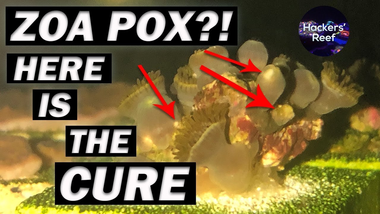 Zoas not opening fully? - Zoa Pox Treatment Before It's Too Late!