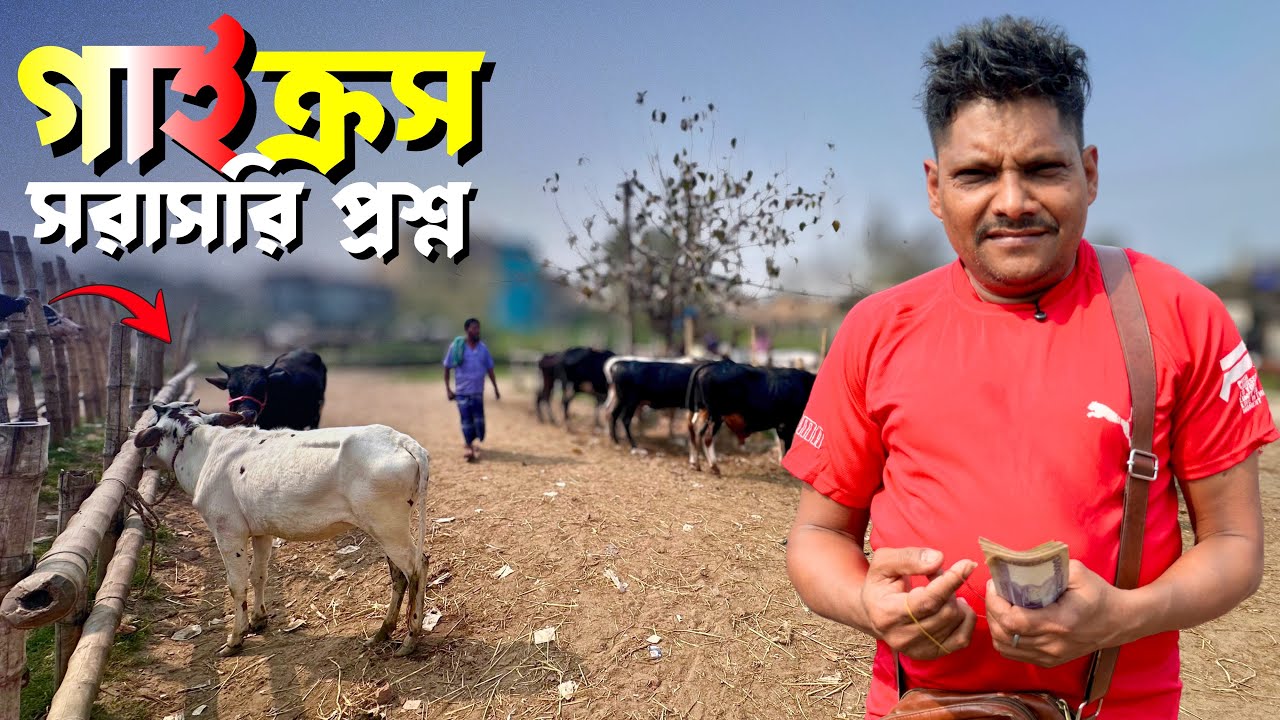 কালামপুর হাটে গাই গরুর বাজার পরিস্থিতি 😲 দরদাম, হাঁসিল বিস্তারিত | Bangladesh Livestock Market