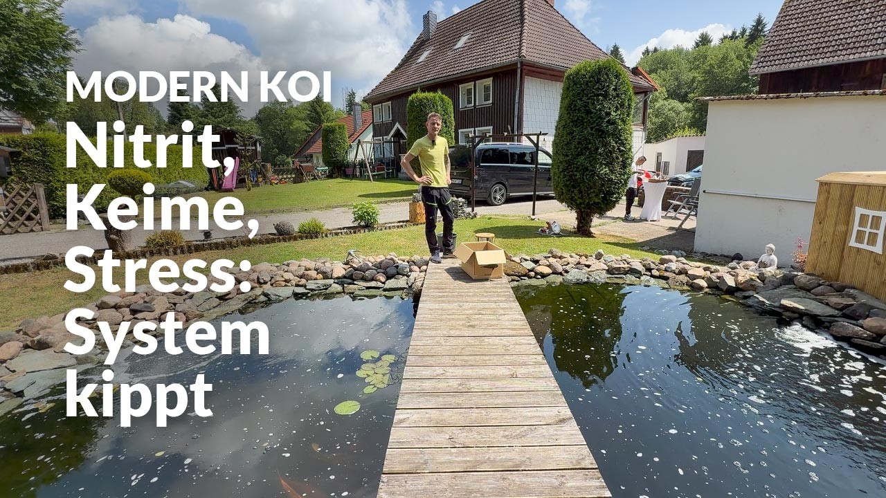 Mikes Wasser- und Krankheitsanalyse | Modern Koi Blog #7963